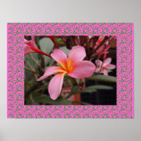 Hawaiianische Frangipani Blütenblüten Plumerias