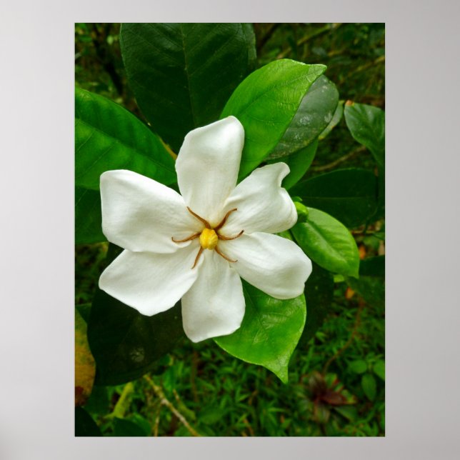 Hawaiianische Gardenie Poster (Vorne)