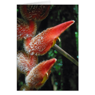 Hawaiianische Heliconia