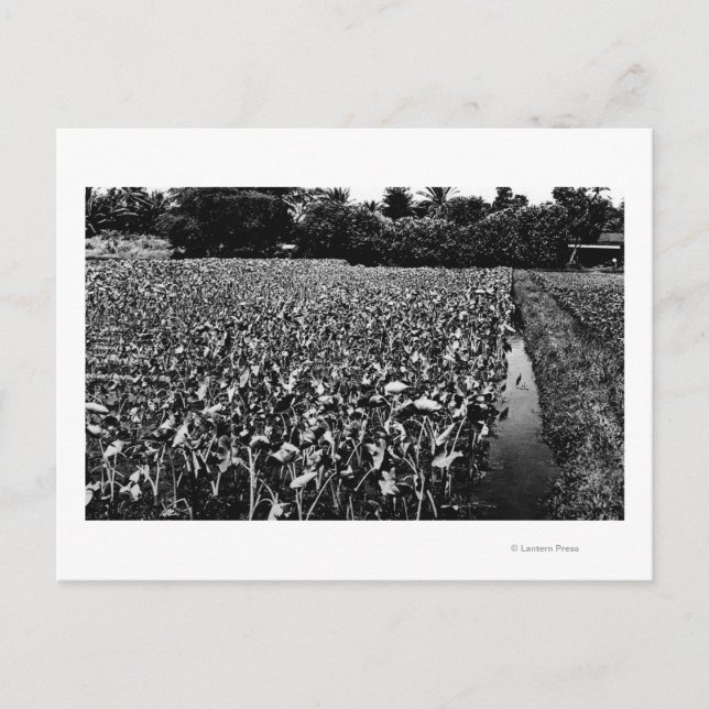 Hawaiianische InselnTaro-FeldfotografieHawaii Postkarte (Vorderseite)