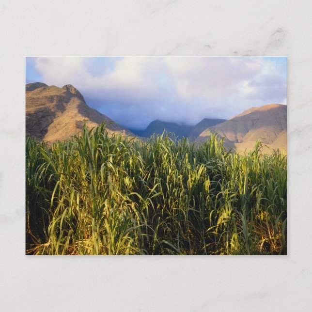 Hawaiianische Landschaft Postkarte (Vorderseite)