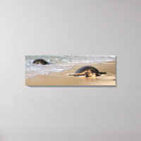 Hawaiianische Meeresschildkröte am Strand Canvas P