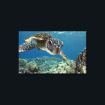 Hawaiianische Meeresschildkröte Leinwanddruck<br><div class="desc">Eine hawaiianische Grauschildkröte untersucht seine Reflexion in meinem Kuppelhafen. © und ® Bigstock® - Alle Rechte vorbehalten.</div>