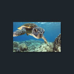 Hawaiianische Meeresschildkröte Leinwanddruck<br><div class="desc">Eine hawaiianische Grauschildkröte untersucht seine Reflexion in meinem Kuppelhafen. © und ® Bigstock® - Alle Rechte vorbehalten.</div>
