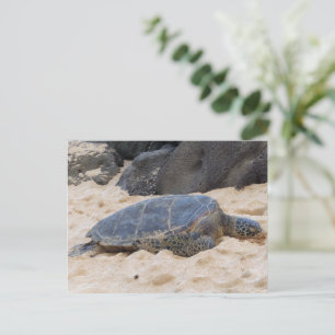 Hawaiianische Meeresschildkröte Postkarte