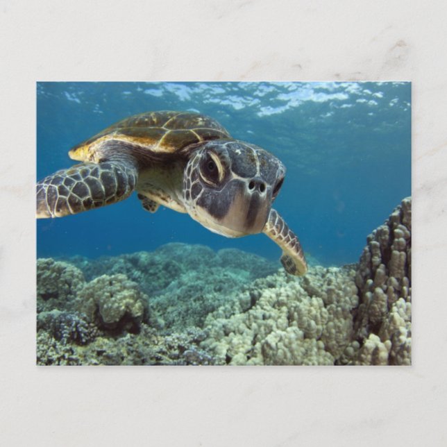 Hawaiianische Meeresschildkröte Postkarte (Vorderseite)