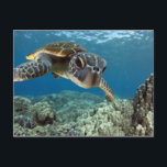 Hawaiianische Meeresschildkröte Postkarte<br><div class="desc">Eine hawaiianische Grauschildkröte untersucht seine Reflexion in meinem Kuppelhafen. © und ® Bigstock® - Alle Rechte vorbehalten.</div>