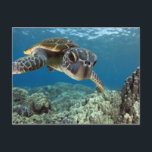 Hawaiianische Meeresschildkröte Postkarte<br><div class="desc">Eine hawaiianische Grauschildkröte untersucht seine Reflexion in meinem Kuppelhafen. © und ® Bigstock® - Alle Rechte vorbehalten.</div>