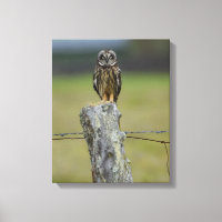 Hawaiianische Owl auf einem Zaun