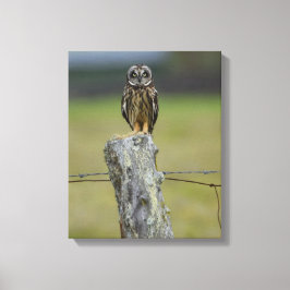 Hawaiianische Owl auf einem Zaun Leinwanddruck