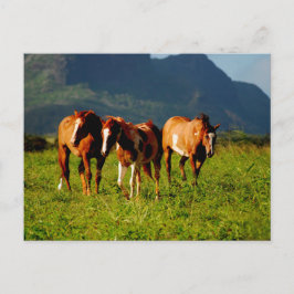 Hawaiianische Pferde Postkarte