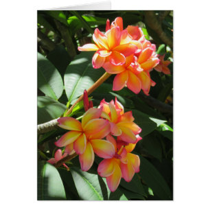 Hawaiianische Plumeria