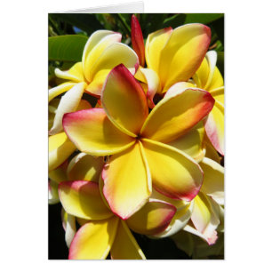 Hawaiianische Plumeria