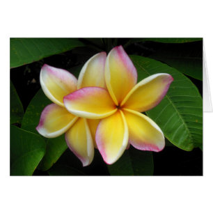 Hawaiianische Plumeria