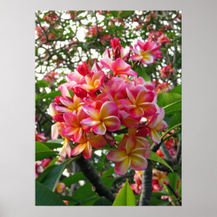 Hawaiianische Plumeria Poster
