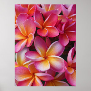 Hawaiianische Plumeria Poster