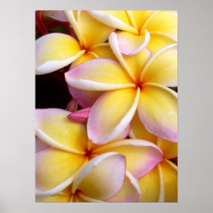 Hawaiianische Plumeria Poster