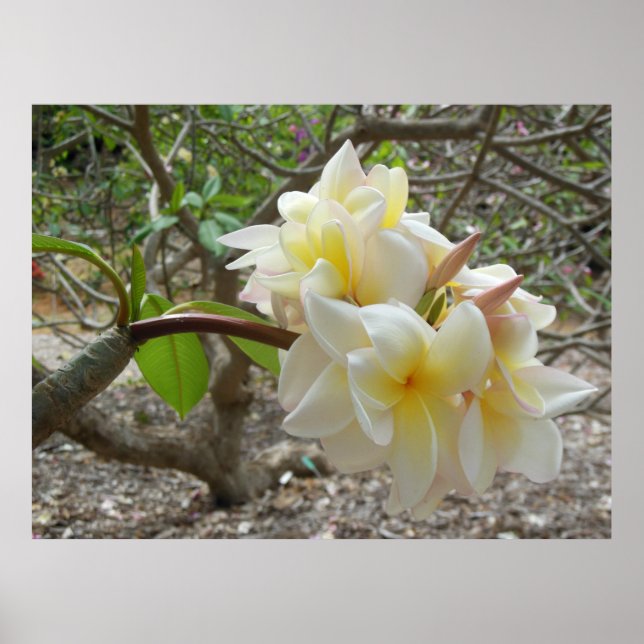 Hawaiianische Plumeria Poster (Vorne)