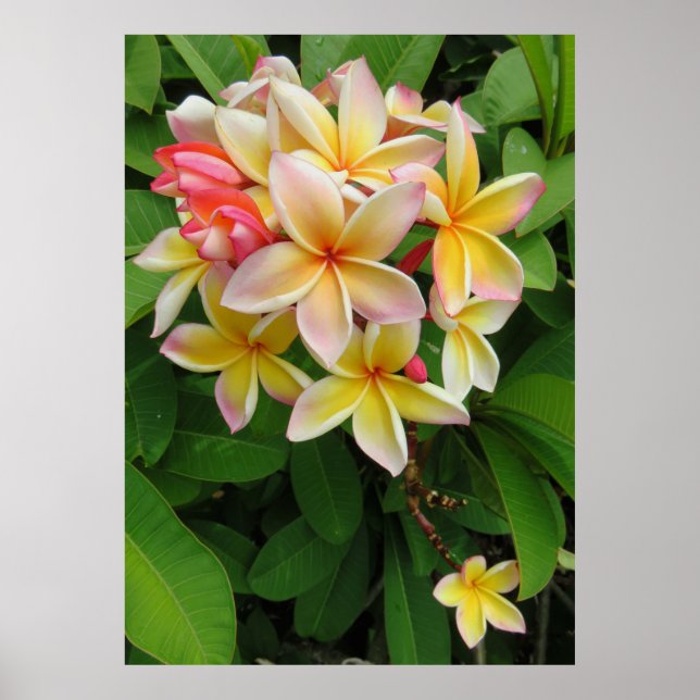 Hawaiianische Plumeria Poster (Vorne)