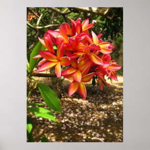 Hawaiianische Plumeria Poster