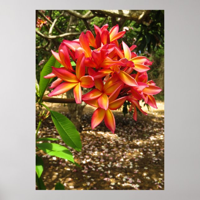 Hawaiianische Plumeria Poster (Vorne)