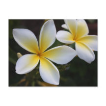 Hawaiianische Postkarte