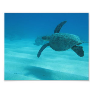 Hawaiianische Schildkröte Fotodruck