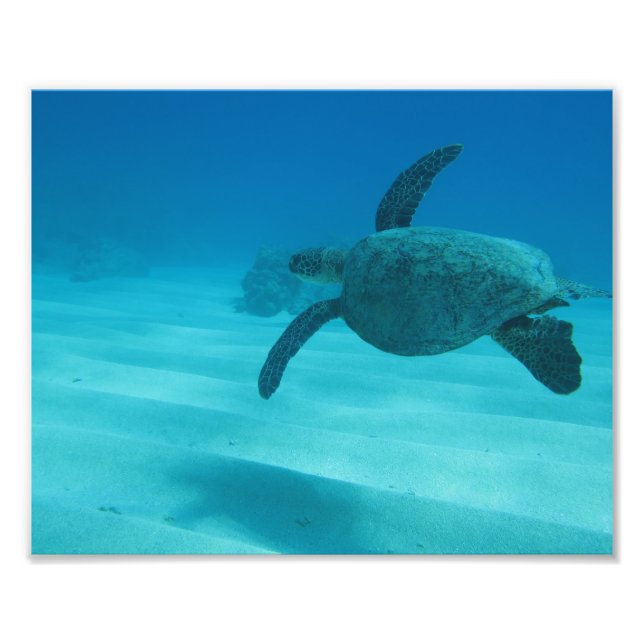 Hawaiianische Schildkröte Fotodruck (Vorne)