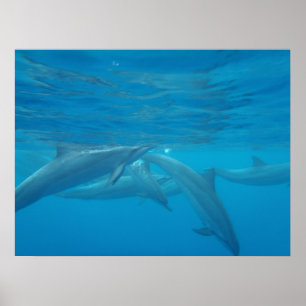 Hawaiianische Spinner-Delphine unter Wasser-Poster Poster