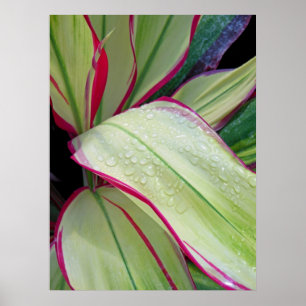 Hawaiianische Ti-Pflanze Poster