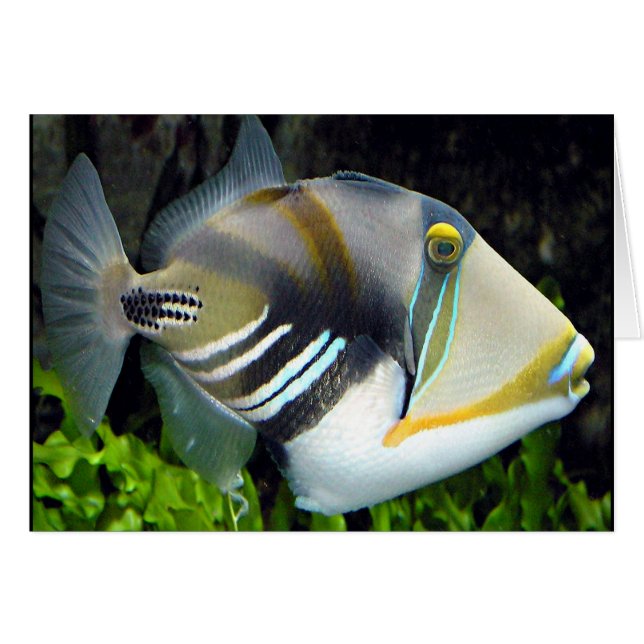 Hawaiianische tropische Fischkarte (Vorderseite (Horizontal))