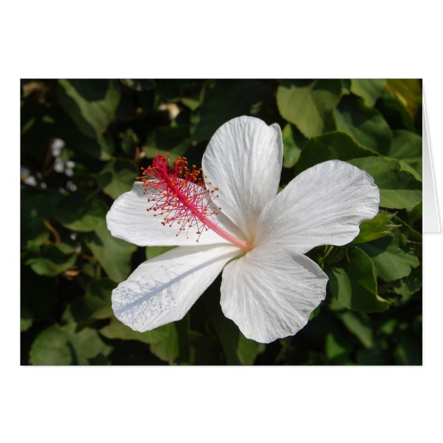 Hawaiianische weiße Hibiskus-Karte (Vorderseite (Horizontal))