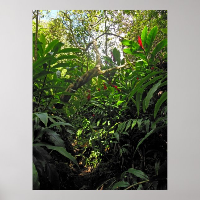 Hawaiianischer Dschungelweg Poster (Vorne)