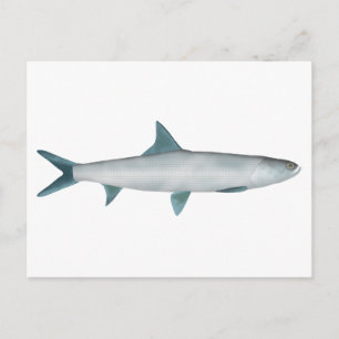 Hawaiianischer Fisch Postkarte