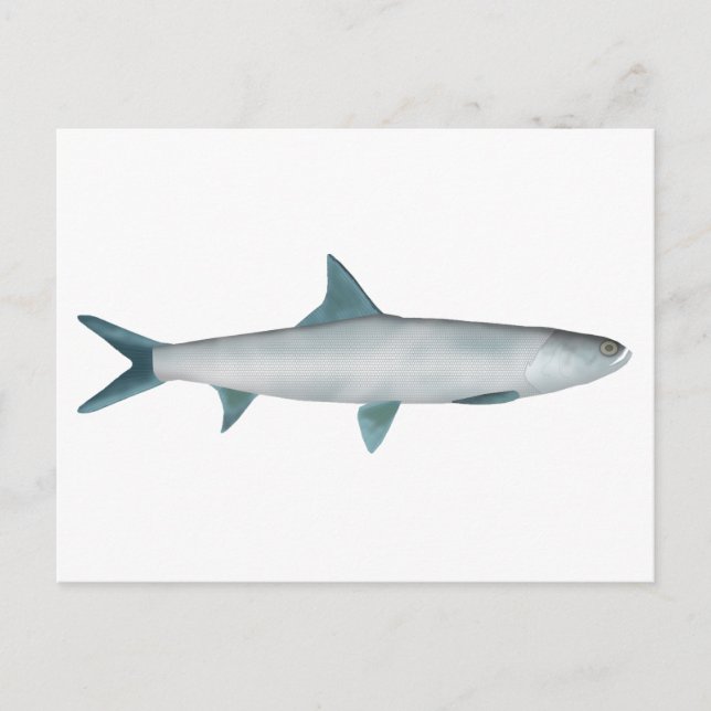 Hawaiianischer Fisch Postkarte (Vorderseite)