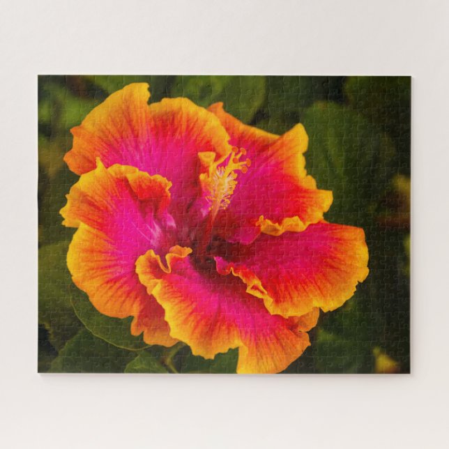 Hawaiianischer Fuchsia und Orange-Hibiskus aus Kau (Horizontal)