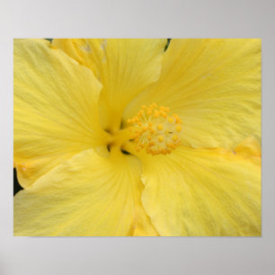 Hawaiianischer Gelber Hibiskus Fine Art Foto Poster