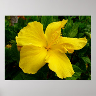 Hawaiianischer Hibiskus Poster
