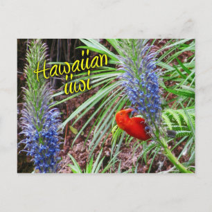 Hawaiianischer Iwi-Vogel fütternd auf Lobelia gray Postkarte