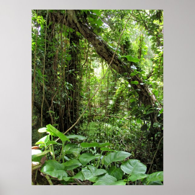 Hawaiianischer Jungle Poster (Vorne)