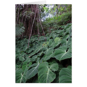 Hawaiianischer Regenwald