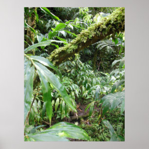 Hawaiianischer Regenwald Poster