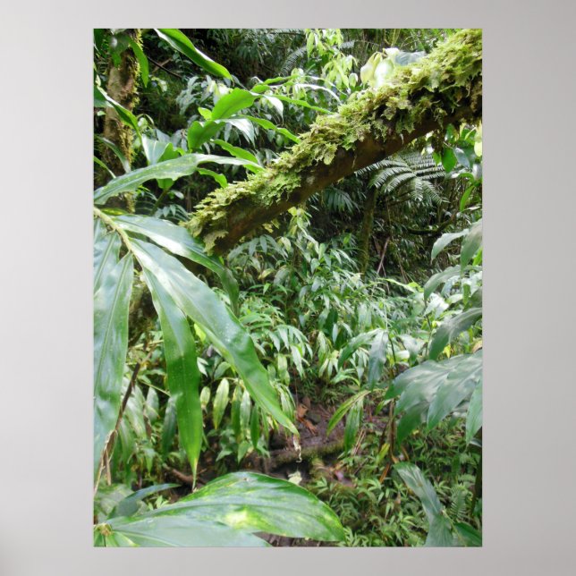 Hawaiianischer Regenwald Poster (Vorne)