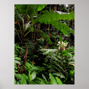 Hawaiianischer Regenwald Poster