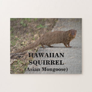 Hawaiianisches Eichhörnchen (Asiatischer Mungo) Fo