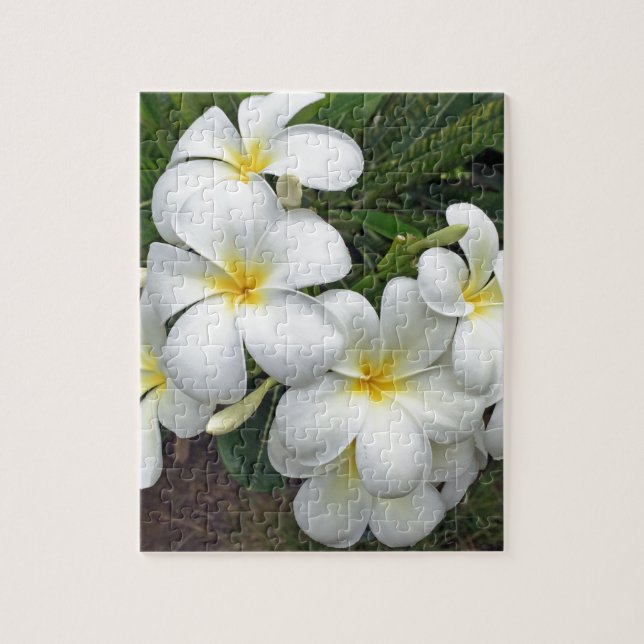 Hawaiiplumeria-Blumen (Vertikal)