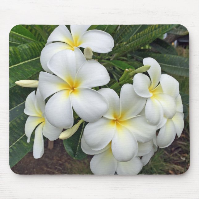 Hawaiiplumeria-Blumen Mousepad (Vorne)