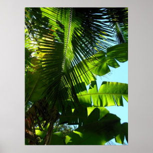 Hawaiische Bananen-und Kokosnuss-Bäume Poster