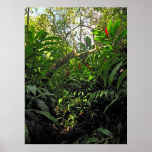 Hawaiische Dschungel-Spur Poster