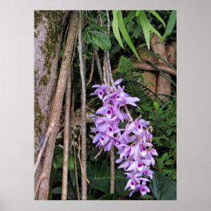 Hawaiische Honohono Orchideen Poster